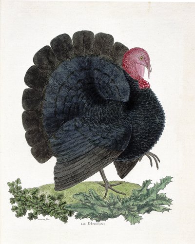 Zoologisk kort (ornitologi): Tyrkiet (tam kalkun eller Melaeagris gallopavo). Illustration i "Fuglenes historie, malet i deres udseende og følsomme aspekter" af Francois Nicolas Martinet (1731-1800) (stik) af Francois Nicolas Martinet