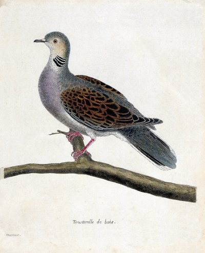 Zoologisk kort (ornitologi): Skovdue (skovdue eller streptopelia turtur) på en gren. Illustration i "Fuglenes historie, malet i deres udseende og følsomme aspekter" af Francois Nicolas Martinet (1731-1800). Privat samling. af Francois Nicolas Martinet