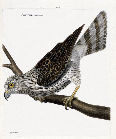 Zoologisk kort (ornitologi): omkring blond (omkring høgehøge eller accipiter gentilis) på en gren. Illustration i "Fuglenes historie, malet i deres udseende og følsomme aspekter" af Francois Nicolas Martinet (1731-1800). Privat samling. af Francois Nicolas Martinet