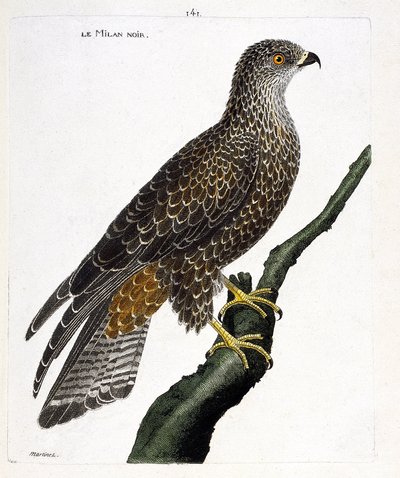 Zoologisk kort (ornitologi): sort milvus migrans på en gren. Illustration i "Fuglenes historie, malet i deres udseende og følsomme aspekter" af Francois Nicolas Martinet (1731-1800). Privat samling. af Francois Nicolas Martinet