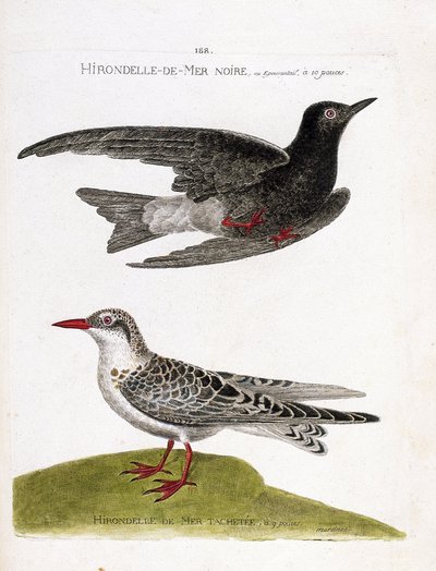 Zoologisk kort (ornitologi): sorthavssvale (søsvale eller sort dværg eller chlidonias niger) under flugt og plettet havsvale (moustac guifette eller chlidonias hybrida). Illustration i "Fuglenes historie, malet i deres udseende og følsomhed af Francois Nicolas Martinet