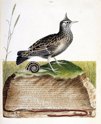 Zoologisk diagram (ornitologi): cochevis (cochevis huppe eller Galerida cristata). Illustration i "Fuglenes historie, malet i deres udseende og følsomme aspekter" af Francois Nicolas Martinet (1731-1800). Privat samling. af Francois Nicolas Martinet