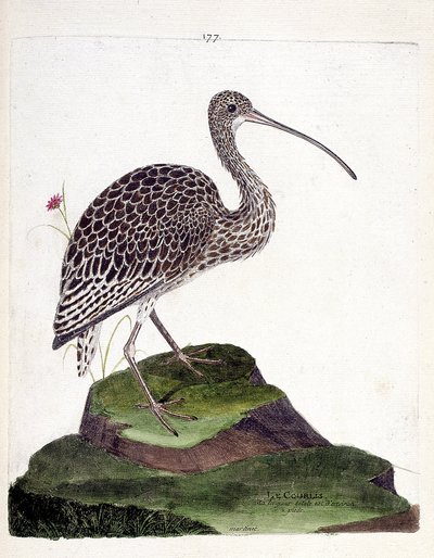 Zoologisk kort (ornitologi): krølle (krølleaske eller numenius arquata). Illustration i "Fuglenes historie, malet i deres udseende og følsomme aspekter" af Francois Nicolas Martinet (1731-1800). Privat samling. af Francois Nicolas Martinet