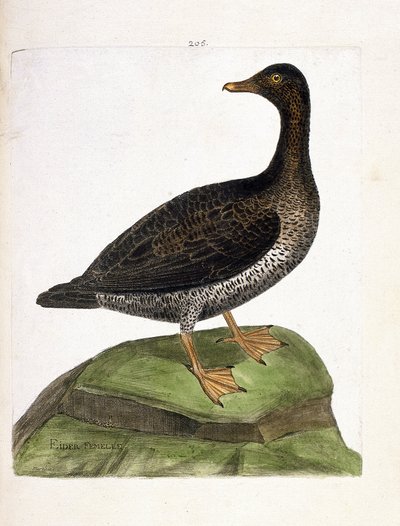 Zoologisk diagram (ornitologi): hunedderfugl (edderfugl en dun eller somateria mollissima). Illustration i "Fuglenes historie, malet i deres udseende og følsomme aspekter" af Francois Nicolas Martinet (1731-1800). Privat samling. af Francois Nicolas Martinet