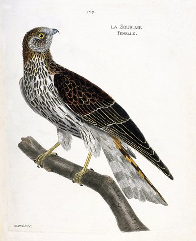 Zoologisk diagram (ornitologi): kvindelig soubuse (busard saint martin eller circus cyaneus) på en gren. Illustration i "Fuglenes historie, malet i deres udseende og følsomme aspekter" af Francois Nicolas Martinet (1731-1800). Privat samling. af Francois Nicolas Martinet