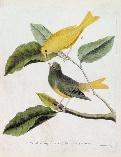 Zoologisk diagram (ornitologi): fra bund til top: Serin hupe (serin des canaries eller serinus canaria) og serin des canaries på en gren. Illustration i "Fuglenes historie, malet i deres udseende og følsomme aspekter" af Francois Nico af Francois Nicolas Martinet