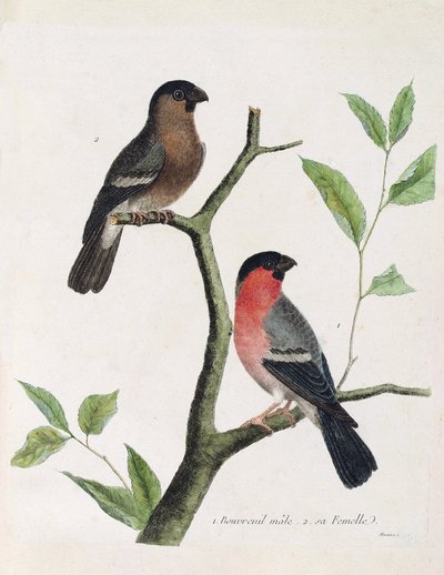 Zoologisk diagram (ornitologi): fra bund til top: mandlige og kvindelige bouvreil (pæon bouvreil eller pyrrhula pyrrrhula) på en gren. Illustration i "Fuglenes historie, malet i deres udseende og følsomme aspekter" af Francois Nicolas Martinet (1731) af Francois Nicolas Martinet