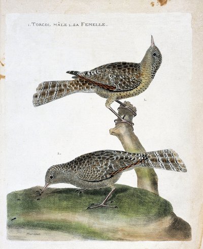 Zoologisk diagram (ornitologi): fra top til bund: Hantorcolen og dens hunner (Torcol Fourmilier eller Jynx torquilla). Illustration i "Fuglenes historie, malet i deres udseende og følsomme aspekter" af Francois Nicolas Martinet (1731-1800). af Francois Nicolas Martinet