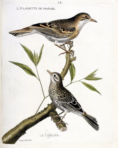 Zoologisk kort (ornitologi): fra top til bund: sumplærken (pipit rousseline eller anthus campestris) og cujelier (pipit farlouse eller anthus pratensis) på en gren. Illustration i "Fuglenes historie, malet i deres udseende og følsomme af Francois Nicolas Martinet
