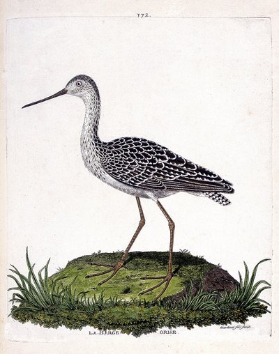 Zoologisk kort (ornitologi): grå pram (rød pram eller limosa lapponica). Illustration i "Fuglenes historie, malet i deres udseende og følsomme aspekter" af Francois Nicolas Martinet (1731-1800). Privat samling. af Francois Nicolas Martinet