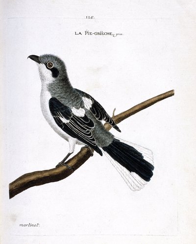 Zoologisk diagram (ornitologi): grå grieche (grå tobbe eller lanius excubitor) på en gren. Illustration i "Fuglenes historie, malet i deres udseende og følsomme aspekter" af Francois Nicolas Martinet (1731-1800). Privat samling. af Francois Nicolas Martinet