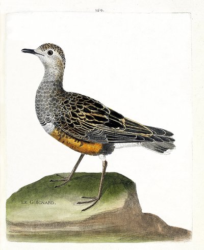 Zoologisk kort (ornitologi): guignard (guignard plover eller eudromias morinellus). Illustration i "Fuglenes historie, malet i deres udseende og følsomme aspekter" af Francois Nicolas Martinet (1731-1800). Privat samling. af Francois Nicolas Martinet