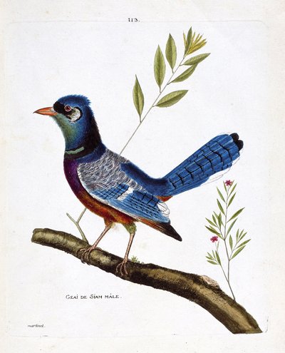 Zoologisk diagram (ornitologi): siam jay han (blue jay eller cyanocitta cristata) på en gren. Illustration i "Fuglenes historie, malet i deres udseende og følsomme aspekter" af Francois Nicolas Martinet (1731-1800). Privat samling. af Francois Nicolas Martinet