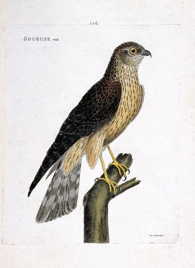 Zoologisk diagram (ornitologi): mandlig soubuse (busard saint martin eller circus cyaneus) på en gren. Illustration i "Fuglenes historie, malet i deres udseende og følsomme aspekter" af Francois Nicolas Martinet (1731-1800). Privat samling. af Francois Nicolas Martinet