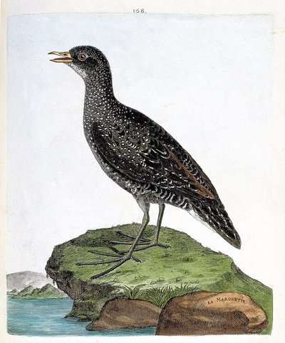 Zoologisk kort (ornitologi): marouette (plet marouette eller porzana porzana). Illustration i "Fuglenes historie, malet i deres udseende og følsomme aspekter" af Francois Nicolas Martinet (1731-1800). Privat samling. af Francois Nicolas Martinet