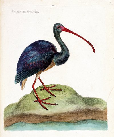 Zoologisk kort (ornitologi): nigritie
