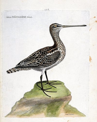 Zoologisk kort (ornitologi): gammel han becassine (marsh becassine eller gallinago gallinago). Illustration i "Fuglenes historie, malet i deres udseende og følsomme aspekter" af Francois Nicolas Martinet (1731-1800). Privat samling. af Francois Nicolas Martinet