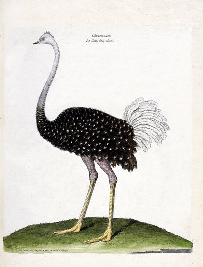 Zoologisk kort (ornitologi): struds (struthio camelus). Illustration i "Fuglenes historie, malet i deres udseende og følsomme aspekter" af Francois Nicolas Martinet (1731-1800). Privat samling. af Francois Nicolas Martinet
