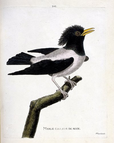 Zoologisk kort (ornitologi): lyserød solsort (rødlig stær eller sturnus roseus) på en gren. Illustration i "Fuglenes historie, malet i deres udseende og følsomme aspekter" af Francois Nicolas Martinet (1731-1800). Privat samling. af Francois Nicolas Martinet