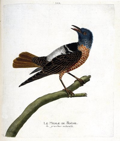 Zoologisk diagram (ornitologi): stensort (stensort eller monticola saxatilis). Illustration i "Fuglenes historie, malet i deres udseende og følsomme aspekter" af Francois Nicolas Martinet (1731-1800). Privat samling. af Francois Nicolas Martinet
