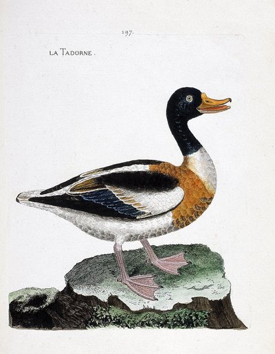 Zoologisk kort (ornitologi): tadorne (tadorne de belon eller tadorna tadorna). Illustration i "Fuglenes historie, malet i deres udseende og følsomme aspekter" af Francois Nicolas Martinet (1731-1800). Privat samling. af Francois Nicolas Martinet