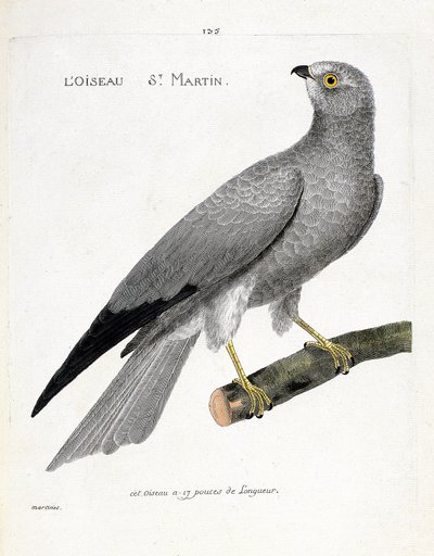 Zoologisk kort (ornitologi): fuglen saint martin (busard saint martin eller circus cyaneus) på en gren. Illustration i "Fuglenes historie, malet i deres udseende og følsomme aspekter" af Francois Nicolas Martinet (1731-1800). Privat samling af Francois Nicolas Martinet