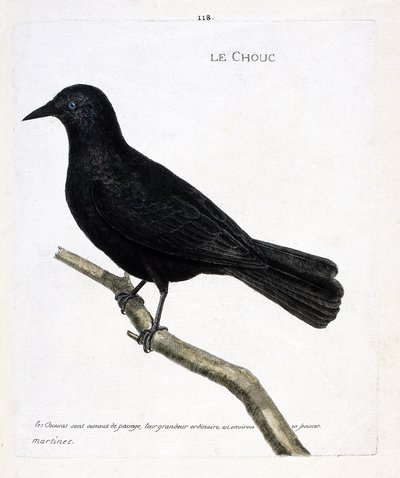 Zoologisk diagram (ornitologi): kålen (tårnenes kål eller corvus monedula) på en gren. Illustration i "Fuglenes historie, malet i deres udseende og følsomme aspekter" af Francois Nicolas Martinet (1731-1800). Privat samling. af Francois Nicolas Martinet