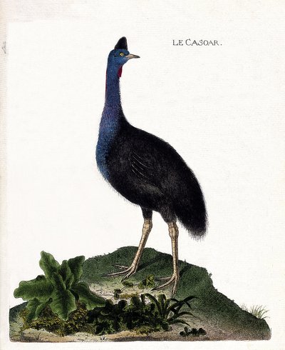 Zoologisk diagram (ornitologi): casoaren (casoar en hjelm eller cassuarius cassuarius). Illustration i "Fuglenes historie, malet i deres udseende og følsomme aspekter" af Francois Nicolas Martinet (1731-1800). Privat samling. af Francois Nicolas Martinet