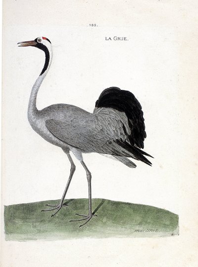 Zoologisk kort (ornitologi): tranen (asketrane eller grus grus) - Illustration i "Fuglenes historie, malet i deres tilsyneladende og følsomme aspekter" af Francois Nicolas Martinet (1731-1800) - Privat samling af Francois Nicolas Martinet