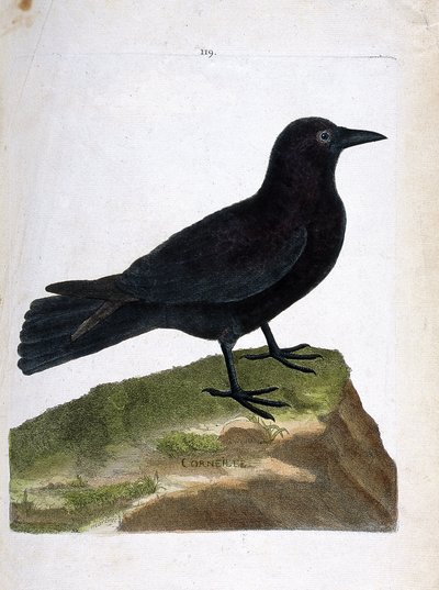 Zoologisk diagram (ornitologi): kragen (sort krage eller corvus corone). Illustration i "Fuglenes historie, malet i deres udseende og følsomme aspekter" af Francois Nicolas Martinet (1731-1800). Privat samling. af Francois Nicolas Martinet