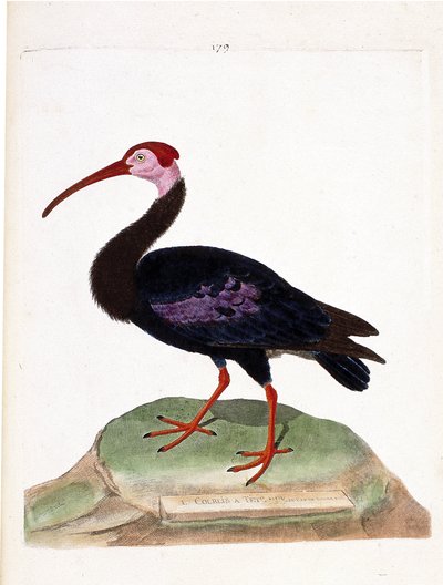 Zoologisk kort (ornitologi): krøllen har et blottet hoved af det gode håbs hue (ibis du cap eller geronticus calvus). Illustration i "Fuglenes historie, malet i deres udseende og følsomme aspekter" af Francois Nicolas Martinet (1731-1800). P af Francois Nicolas Martinet