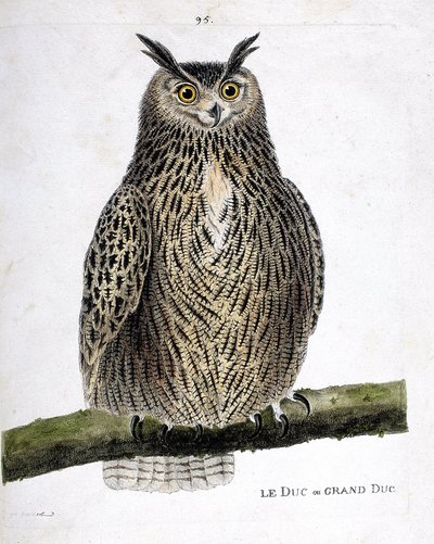 Zoologisk kort (ornitologi): hertugen eller storhertugen (storhertug eller bubo bubo) på en gren. Illustration i "Fuglenes historie, malet i deres udseende og følsomme aspekter" af Francois Nicolas Martinet (1731-1800). Privat samling. af Francois Nicolas Martinet