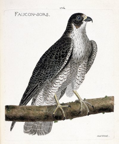 Zoologisk kort (ornitologi): falken kommer ud eller falken ud (pelerinefalk eller falco peregrinus) på en gren. Illustration i "Fuglenes historie, malet i deres udseende og følsomme aspekter" af Francois Nicolas Martinet (1731-1800). Pri af Francois Nicolas Martinet