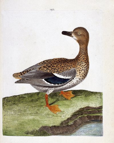 Zoologisk kort (ornitologi): hunvildanden (gæandand eller anas platyrhynchos). Illustration i "Fuglenes historie, malet i deres udseende og følsomme aspekter" af Francois Nicolas Martinet (1731-1800). Privat samling. af Francois Nicolas Martinet