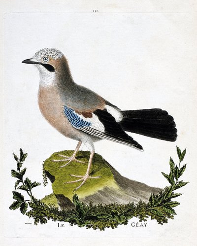 Zoologisk diagram (ornitologi): geayen (kanalgrå eller garrulus glandarius). Illustration i "Fuglenes historie, malet i deres udseende og følsomme aspekter" af Francois Nicolas Martinet (1731-1800). Privat samling. af Francois Nicolas Martinet