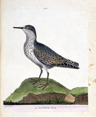 Zoologisk diagram (ornitologi): den grå maubeche (lilla næb eller calidris maritima). Illustration i "Fuglenes historie, malet i deres udseende og følsomme aspekter" af Francois Nicolas Martinet (1731-1800). Privat samling. af Francois Nicolas Martinet