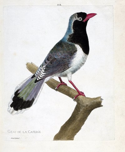 Zoologisk kort (ornitologi): kaffebarens jay (rødnæb pirolla eller urocissa erythrorhyncha). Illustration i "Fuglenes historie, malet i deres udseende og følsomme aspekter" af Francois Nicolas Martinet (1731-1800). Privat kollega af Francois Nicolas Martinet