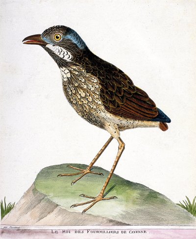 Zoologisk diagram (ornitologi): kongen af de 4.000 af Cayenne (grallaire konge eller grallaria varia). Illustration i "Fuglenes historie, malet i deres udseende og følsomme aspekter" af Francois Nicolas Martinet (1731-1800). Privat saml af Francois Nicolas Martinet