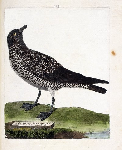 Zoologisk diagram (ornitologi): labbe eller stercorar (pomarin labbe eller stercorarius pomarinus). Illustration i "Fuglenes historie, malet i deres udseende og følsomme aspekter" af Francois Nicolas Martinet (1731-1800). Privat samling. af Francois Nicolas Martinet