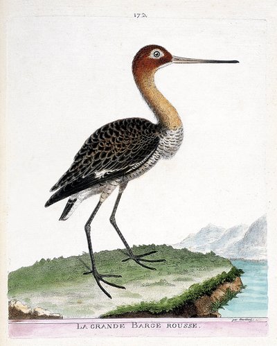 Zoologisk kort (ornitologi): den store røde pram (sorthalet pram eller limosa limosa). Illustration i "Fuglenes historie, malet i deres udseende og følsomme aspekter" af Francois Nicolas Martinet (1731-1800). Privat samling. af Francois Nicolas Martinet