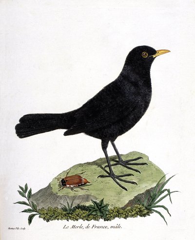 Zoologisk kort (ornitologi): han-sortsorten (sortsort eller turdus merula). Illustration i "Fuglenes historie, malet i deres udseende og følsomme aspekter" af Francois Nicolas Martinet (1731-1800). Privat samling. af Francois Nicolas Martinet