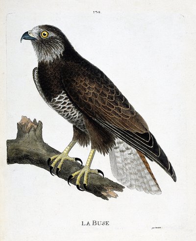 Zoologisk diagram (ornitologi): dysen (variabel dyse eller buteo buteo) på en gren. Illustration i "Fuglenes historie, malet i deres udseende og følsomme aspekter" af Francois Nicolas Martinet (1731-1800). Privat samling. af Francois Nicolas Martinet