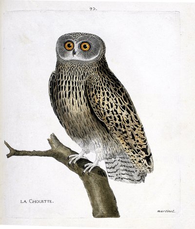 Zoologisk kort (ornitologi): uglen (hulotteugle eller strix aluco) på en gren. Illustration i "Fuglenes historie, malet i deres udseende og følsomme aspekter" af Francois Nicolas Martinet (1731-1800). Privat samling. af Francois Nicolas Martinet