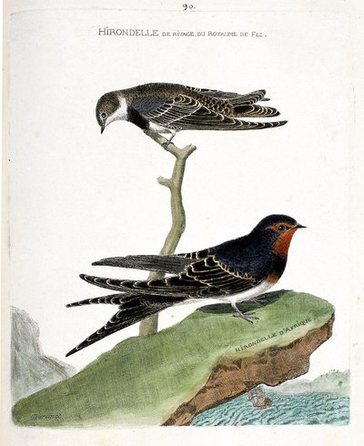 Zoologisk kort (ornitologi): fez-rigets kystsvale (Riparia riparia) på en gren og den afrikanske svale (rustik svale eller Hirundo rustica). Illustration i "Fuglenes historie, malet i deres udseende og følsomme aspekter" af Francois Nicolas Martinet
