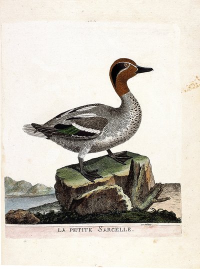 Zoologisk diagram (ornitologi): den lille krikand (vinter krikand eller anas crecca). Illustration i "Fuglenes historie, malet i deres udseende og følsomme aspekter" af Francois Nicolas Martinet (1731-1800). Privat samling. af Francois Nicolas Martinet