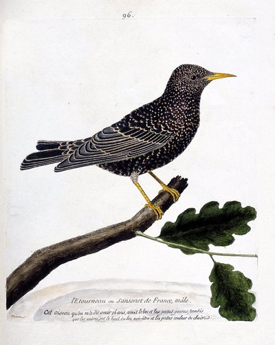 Zoologisk kort (ornitologi): stæren eller sansonet (stær eller sturnus vulgaris) på en gren. Illustration i "Fuglenes historie, malet i deres udseende og følsomme aspekter" af Francois Nicolas Martinet (1731-1800). Privat samling. af Francois Nicolas Martinet