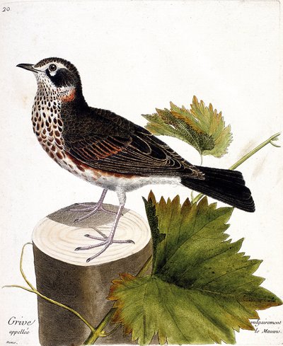 Zoologisk diagram (ornitologi): trøske almindeligvis kaldet mauvis (mauvis drossel eller turdus iliacus) på en træstamme. Illustration i "Fuglenes historie, malet i deres udseende og følsomme aspekter" af Francois Nicolas Martinet (1731-1800). af Francois Nicolas Martinet
