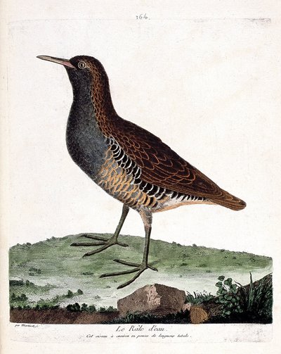 Zoologisk kort (ornitologi): vandraven (rallus aquaticus). Illustration i "Fuglenes historie, malet i deres udseende og følsomme aspekter" af Francois Nicolas Martinet (1731-1800). Privat samling. af Francois Nicolas Martinet