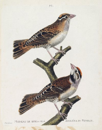 Zoologisk diagram (ornitologi): skovspurven eller relieffet (Hudsonspurv eller spizea arborea) og dens hunner (reliefspurv eller petronia petronia). Illustration i "Fuglenes historie, malet i deres udseende og følsomme aspekter" af Franco af Francois Nicolas Martinet