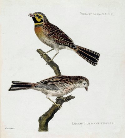 Zoologisk diagram (ornitologi): top til bund: Haagspurve hanner og hunner (zizi eller emberiza cirlus) på en gren. Illustration i "Fuglenes historie, malet i deres udseende og følsomme aspekter" af Francois Nicolas Martinet (1731-1800). Priv af Francois Nicolas Martinet
